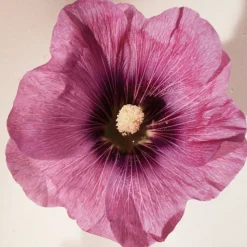 Atelier des Fleurs Hibiscus Abelmoschus Eau de Parfum