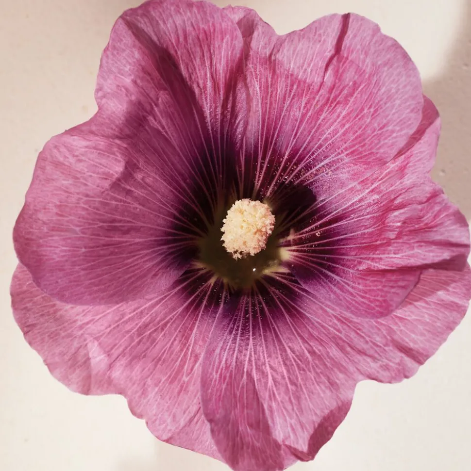 Atelier des Fleurs Hibiscus Abelmoschus Eau de Parfum