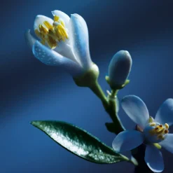 Atelier des Fleurs Nuit d'Oranger Eau de Parfum