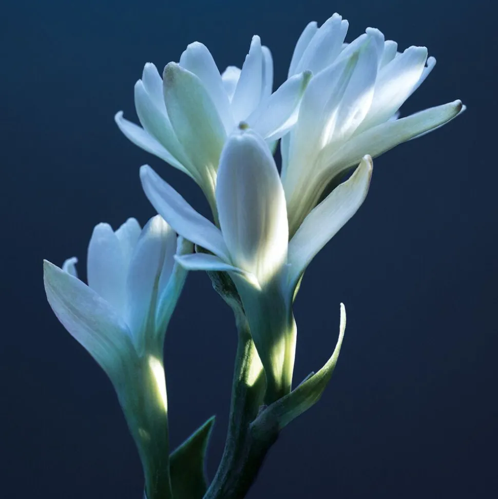 Atelier des Fleurs Tubéreuse Lazuli