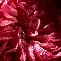 Rose Saffron Eau De Parfum 100ML